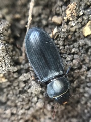 Tenebroides americanus