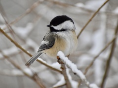 Poecile atricapillus