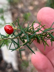 Acrothamnus melaleucoides