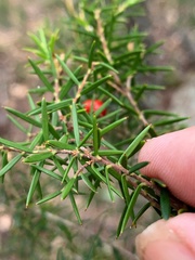 Acrothamnus melaleucoides