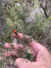 Acrothamnus melaleucoides