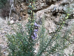 Erica erigena