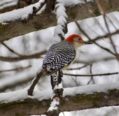 Melanerpes carolinus