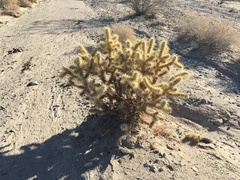Cylindropuntia echinocarpa