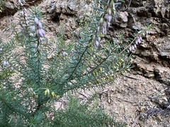 Erica erigena
