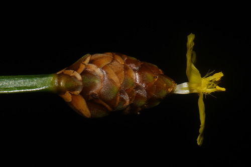 Image of Xyris torta by (c) Brian Finzel, some rights reserved (CC BY-SA)