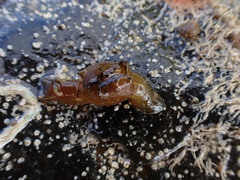 Aplysioidea