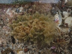 Polybranchia pallens