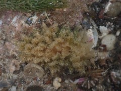 Polybranchia pallens