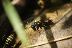 Stenodynerus chevrieranus