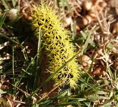 Leucanella viridescens