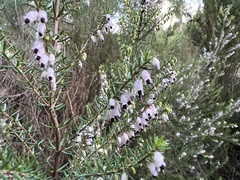 Erica erigena
