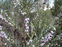 Erica erigena
