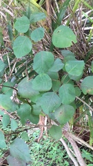 Fuchsia perscandens