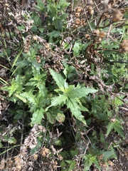 Penstemon richardsonii