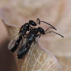 Spalangiinae