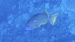 Xanthichthys auromarginatus