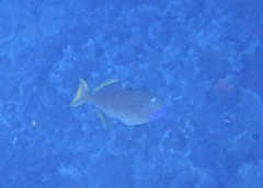 Xanthichthys auromarginatus
