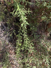 Ceanothus papillosus