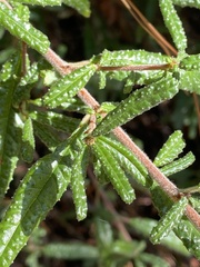 Ceanothus papillosus
