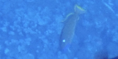 Xanthichthys auromarginatus