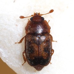 Epuraea ocularis