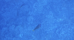 Xanthichthys auromarginatus