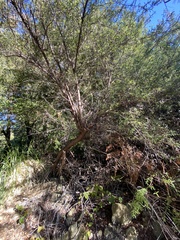Ceanothus papillosus