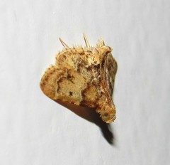 Pyralis manihotalis