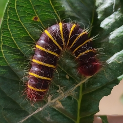 Pyrrhopyge pelota