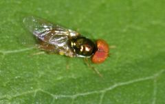 Microchrysa flaviventris