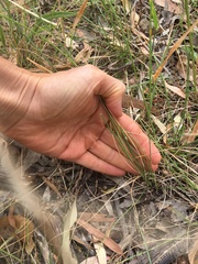 Austrostipa blackii