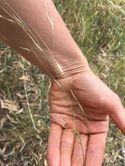 Austrostipa blackii