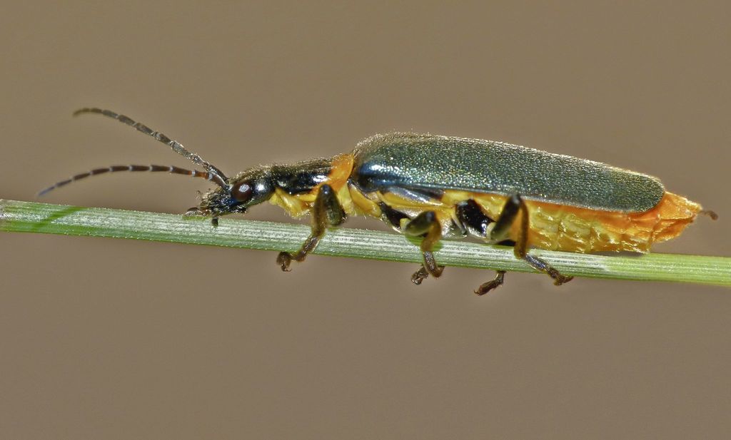 Plague Soldier Beetle