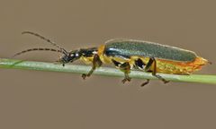 Plague Soldier Beetle