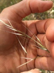 Austrostipa blackii