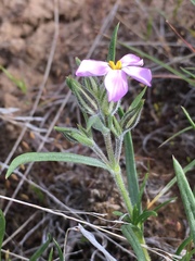 Phlox longifolia
