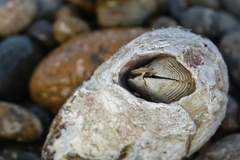 Austromegabalanus psittacus