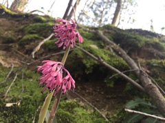 Heloniopsis orientalis