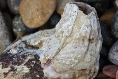 Austromegabalanus psittacus