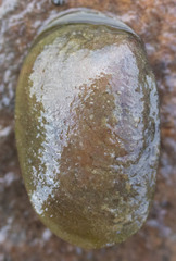 Cyzicus californicus