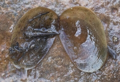 Cyzicus californicus