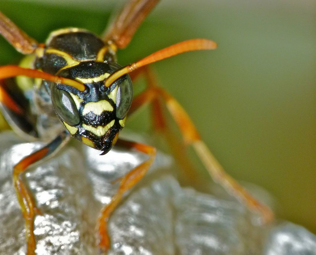 Asian Paper Wasp
