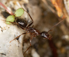 Camponotus dumetorum