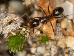 Camponotus dumetorum