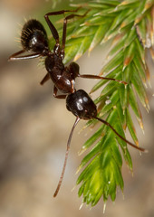 Camponotus dumetorum