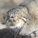 Pallas' Cat - Photo (c) David Thomas, some rights reserved (CC BY-NC), uploaded by David Thomas