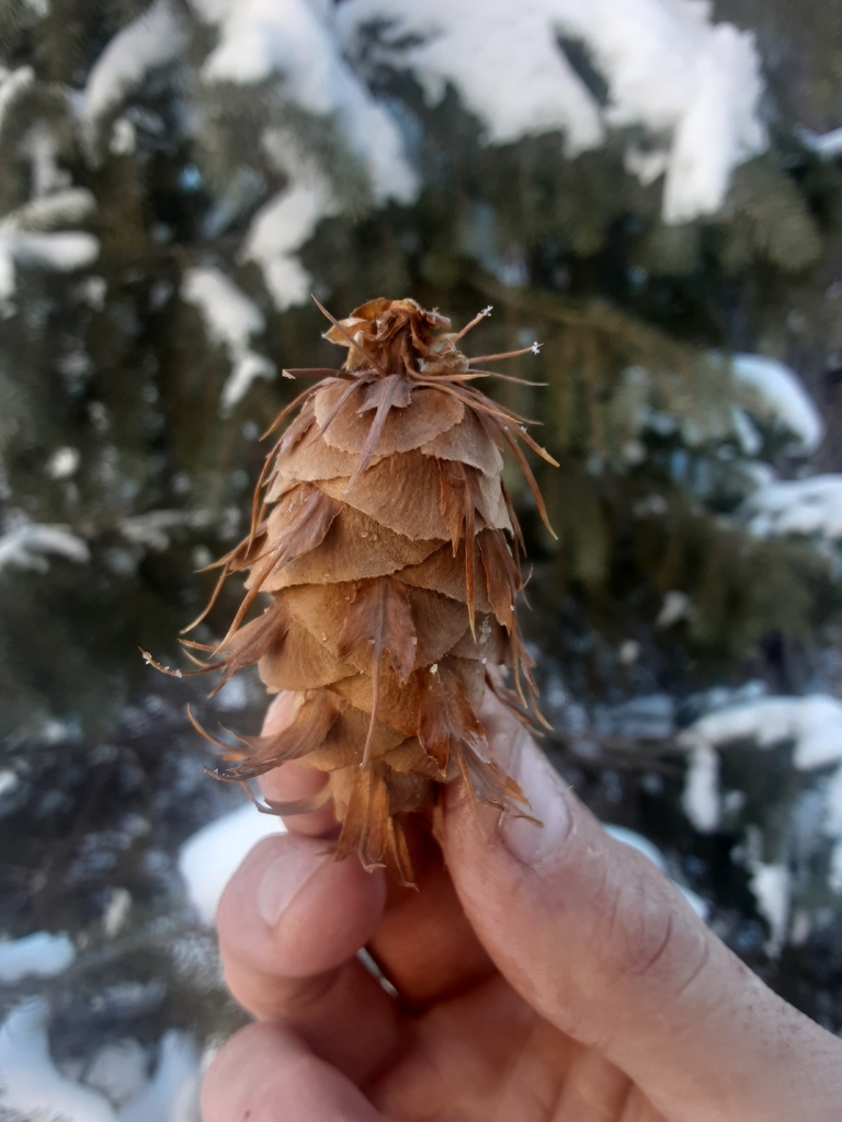 common Douglas-fir from Larkspur, CO 80118, USA on January 02, 2022 at ...