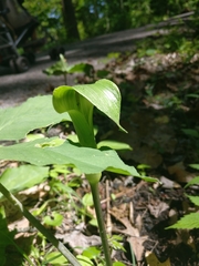 Arisaema quinatum