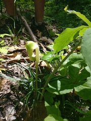 Arisaema quinatum
